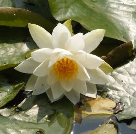 Fotografia da espécie Nymphaea alba