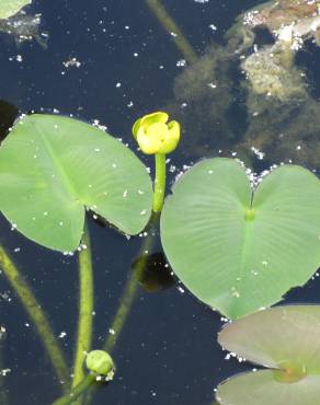 Fotografia 7 da espécie Nuphar luteum subesp. luteum no Jardim Botânico UTAD