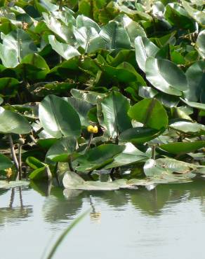 Fotografia 6 da espécie Nuphar luteum subesp. luteum no Jardim Botânico UTAD