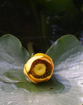 Fotografia 5 da espécie Nuphar luteum subesp. luteum no Jardim Botânico UTAD