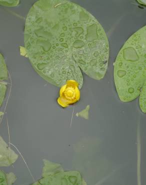 Fotografia 4 da espécie Nuphar luteum subesp. luteum no Jardim Botânico UTAD