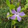 Fotografia 16 da espécie Vinca difformis subesp. difformis do Jardim Botânico UTAD