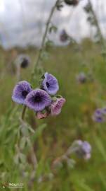 Fotografia da espécie Cynoglossum creticum