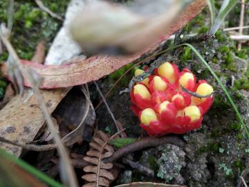 Fotografia da espécie Cytinus hypocistis subesp. hypocistis