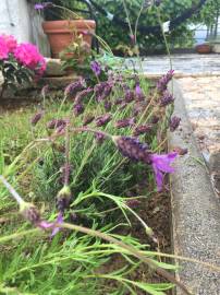 Fotografia da espécie Lavandula pedunculata