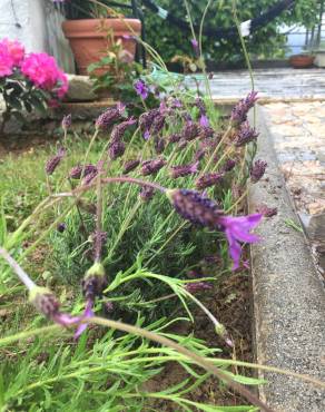 Fotografia 9 da espécie Lavandula pedunculata no Jardim Botânico UTAD