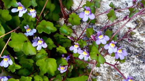 Fotografia da espécie Cymbalaria muralis subesp. muralis