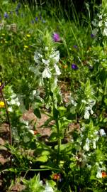 Fotografia da espécie Bartsia trixago