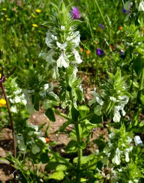 Fotografia 12 da espécie Bartsia trixago no Jardim Botânico UTAD