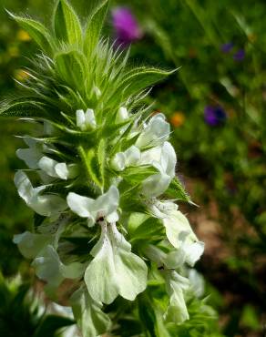 Fotografia 13 da espécie Bartsia trixago no Jardim Botânico UTAD