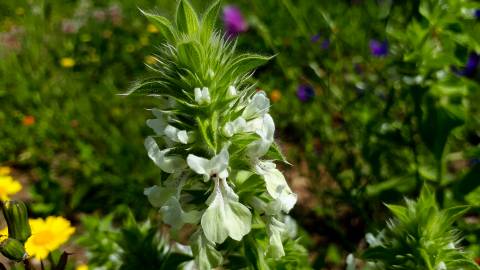 Fotografia da espécie Bartsia trixago