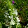 Fotografia 13 da espécie Bartsia trixago do Jardim Botânico UTAD