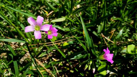 Fotografia da espécie Oxalis debilis var. corymbosa