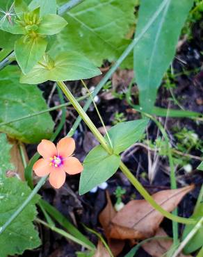 Fotografia 17 da espécie Anagallis arvensis subesp. arvensis no Jardim Botânico UTAD