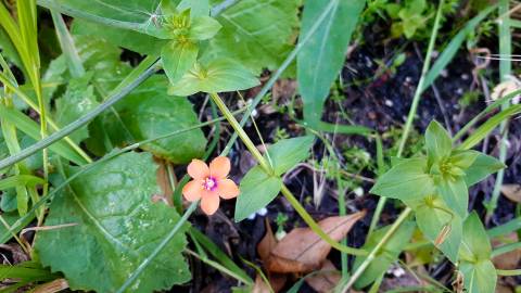 Fotografia da espécie Anagallis arvensis subesp. arvensis