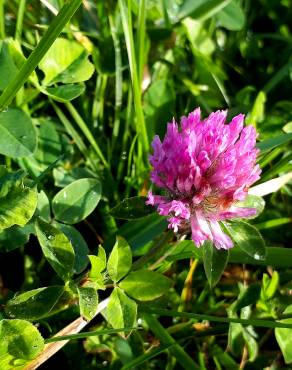 Fotografia 6 da espécie Trifolium pratense subesp. pratense var. pratense no Jardim Botânico UTAD