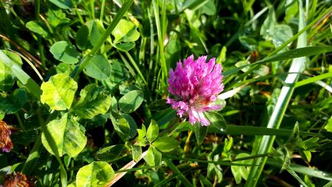 Fotografia da espécie Trifolium pratense subesp. pratense var. pratense