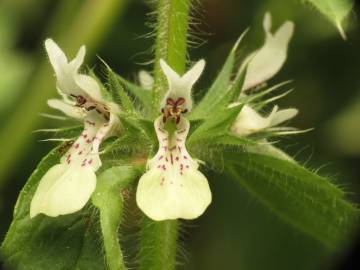 Fotografia da espécie Stachys ocymastrum