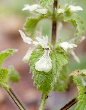 Fotografia 3 da espécie Stachys ocymastrum no Jardim Botânico UTAD