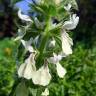 Fotografia 4 da espécie Stachys ocymastrum do Jardim Botânico UTAD