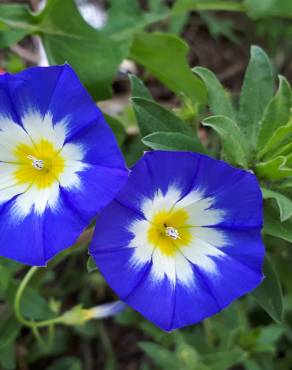 Fotografia 8 da espécie Convolvulus tricolor subesp. tricolor no Jardim Botânico UTAD