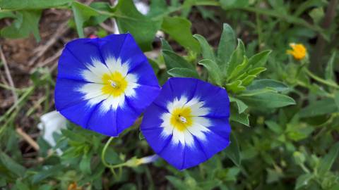 Fotografia da espécie Convolvulus tricolor subesp. tricolor