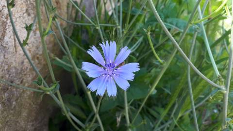 Fotografia da espécie Cichorium intybus