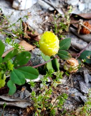 Fotografia 17 da espécie Trifolium campestre no Jardim Botânico UTAD