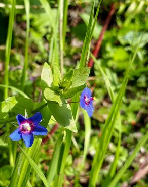 Fotografia 17 da espécie Anagallis monelli no Jardim Botânico UTAD