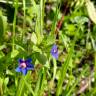 Fotografia 17 da espécie Anagallis monelli do Jardim Botânico UTAD