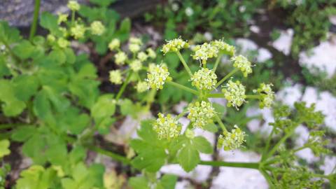 Fotografia da espécie Smyrnium olusatrum