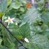Fotografia 15 da espécie Solanum nigrum do Jardim Botânico UTAD