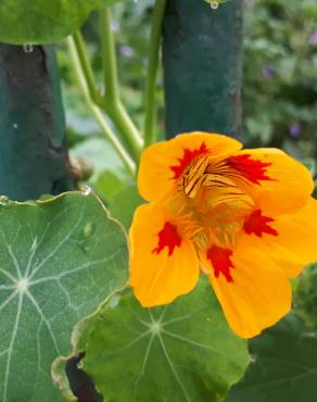 Fotografia 13 da espécie Tropaeolum majus no Jardim Botânico UTAD