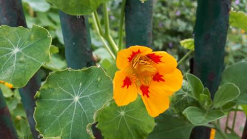 Fotografia da espécie Tropaeolum majus