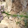 Fotografia 5 da espécie Valerianella dentata do Jardim Botânico UTAD