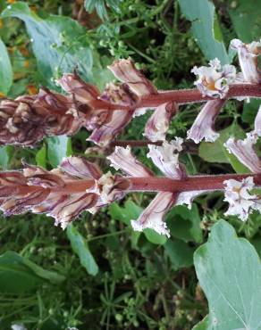 Fotografia 13 da espécie Orobanche hederae no Jardim Botânico UTAD