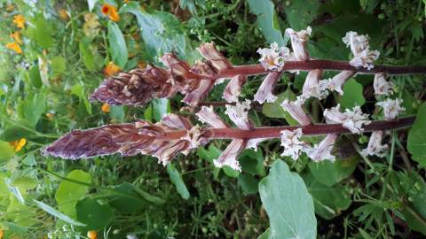 Fotografia da espécie Orobanche hederae