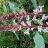 Fotografia 13 da espécie Orobanche hederae do Jardim Botânico UTAD