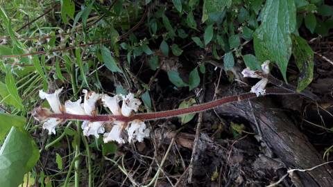 Fotografia da espécie Orobanche hederae