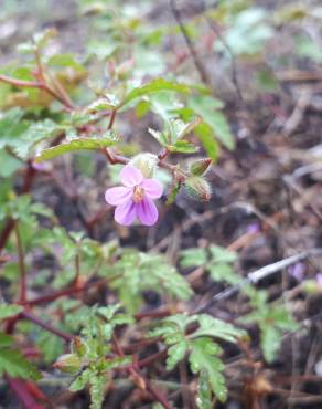 Fotografia 18 da espécie Geranium robertianum subesp. purpureum no Jardim Botânico UTAD