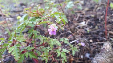 Fotografia da espécie Geranium robertianum subesp. purpureum