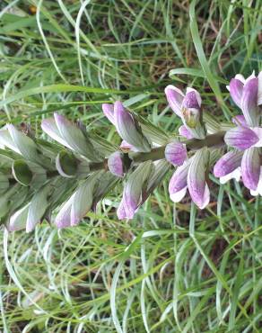 Fotografia 15 da espécie Acanthus mollis no Jardim Botânico UTAD