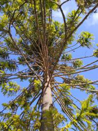 Fotografia da espécie Araucaria bidwillii