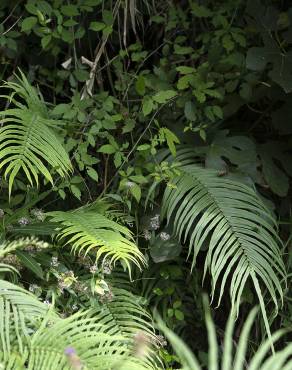 Fotografia 10 da espécie Pteris vittata no Jardim Botânico UTAD