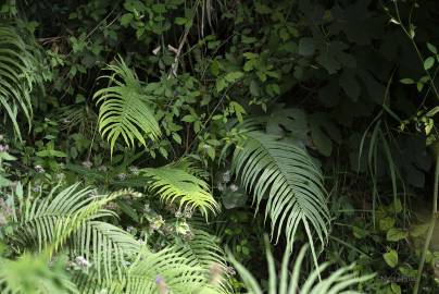 Fotografia da espécie Pteris vittata