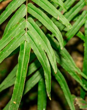 Fotografia 11 da espécie Pteris vittata no Jardim Botânico UTAD