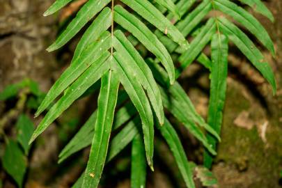 Fotografia da espécie Pteris vittata