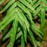 Fotografia 11 da espécie Pteris vittata do Jardim Botânico UTAD