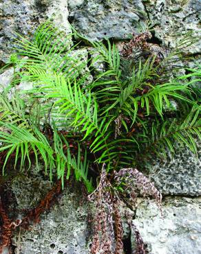 Fotografia 12 da espécie Pteris vittata no Jardim Botânico UTAD