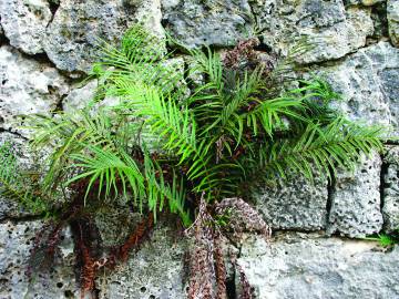 Fotografia da espécie Pteris vittata